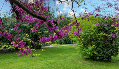 bellissimi vividi rami fioriti in primavera