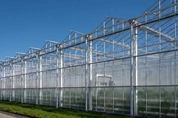 All seasons fresh vegetables, fruits and flowers, agriculture in Netherlands, big modern greeenhouses in Limburg, exterior view