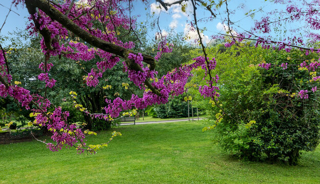bellissimi vividi rami fioriti in primavera