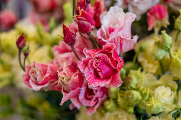 Colorful bouquet of flowers ustoma lisianthus or prairie gentian, growing in Dutch greenhouse, flora of the Netherlands