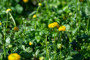 Cultivation of colorful Ranunculus asiaticus or Persian buttercup flowers, decorative or ornamental garden plants growing in Dutch greenhouse