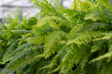Cultivation of differenent indoor fern plants in glasshouse in Westland, North Holland,...
