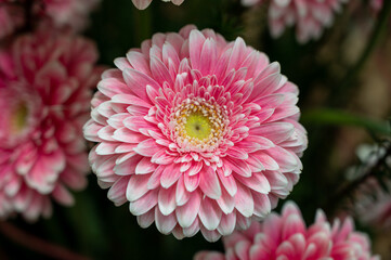 Colorful gerbera daisies flowers in wedding bouquet