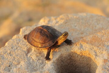 Obraz premium The Amboina box turtle or Southeast Asian box turtle is on a circular cement board