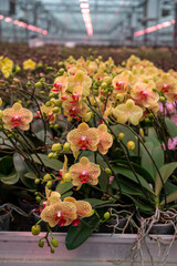 Cultivation of colorful tropical flowering plants orchid family Orchidaceae in Dutch greenhouse with UV IR Grow Light for trade and worldwide export