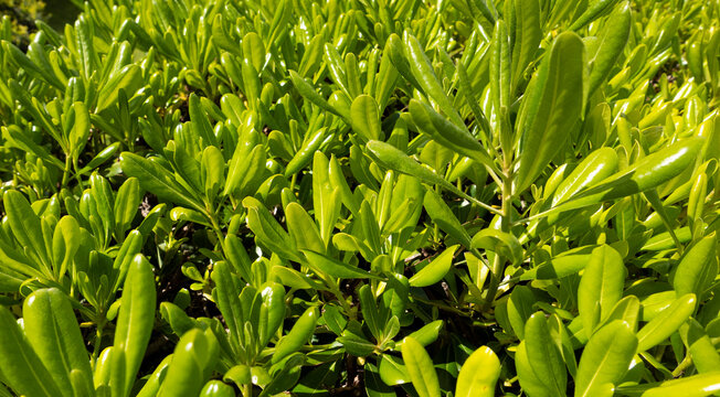 vista ravvicinata di una distesa di pitosforo sotto il sole
