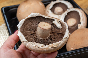 Tasty vegetarian food, large brown champignons Agaricus bisporus portobello mushrooms