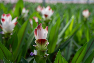 Fototapeta premium Turmeric, Curcuma longa flowering plant of ginger&nbsp;family, decorative or ornamental flower growing in Dutch greenhouse