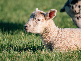 lamb in the grass