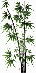 Naklejka na ściany i meble bamboo leaves isolated on white background