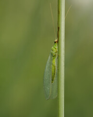insect