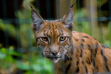 Lynx enclosed behind bars of an animal hospital's enclosure