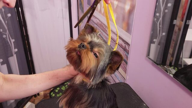 The grooming master cuts the dog.