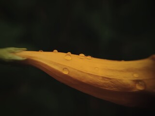 Gotas de lluvia reposando sobre una flor amarilla 