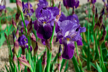 Beautiful bright irises in the summer garden