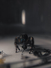 araña comiendo mosca