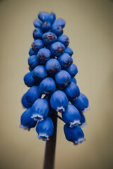 blue hyacinth
