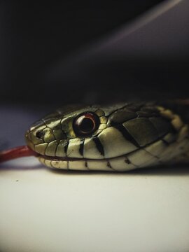 serpiente