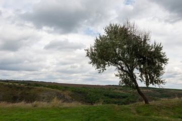 One tree in the mountains against a beautiful sky