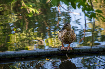 Little duck is resting on a pipe in the lake