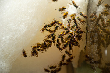 A lot of bees eat cotton candy