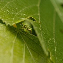 insect
