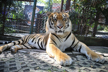 Sumatran tiger in close up