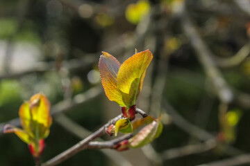Aronia melanocarpa - game of shadows, orange-green young leaves of a tree
