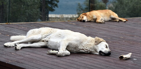 Zwei Hunde beim Mittagsschläfchen