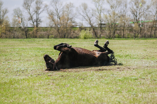 A beautiful brown young horse lies on its back, spinning in a meadow, having fun in nature, smearing itself on feces. Photo of an animal in the countryside, portrait of a pet.