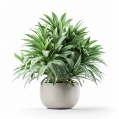 Botanical beauty a lush green plant in a pot isolated on a bright white background. AI Generative.