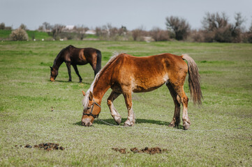 Fototapeta premium Beautiful young brown horses graze in the meadow at the farm, eating green grass. Animal photography, portrait, nature.