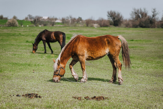 Beautiful young brown horses graze in the meadow at the farm, eating green grass. Animal photography, portrait, nature.