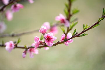 Fototapeta na wymiar Peach tree flowers against blue sky close-up