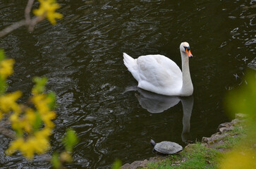 Obraz premium White swan swimming on the water and turtle resting on the green grass near the lake in the spring park .
