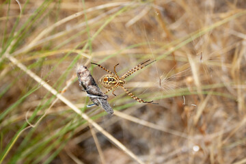 araneae spider wraps its prey, a grasshopper