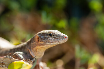 portrait of a Gran Canaria giant lizard