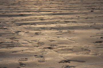 tracks in the mud at low tide