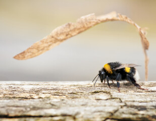 bumblebee 