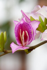 magnificent white and pink blossom of a Variegata Bauhinia Flower at a twig