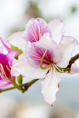 magnificent white and pink blossom of a Variegata Bauhinia Flower at a twig