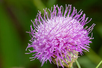 gorgeous light purple blossom of a cheirolophus crassifolius flower