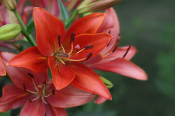 Lilium. Beautiful flower of red Lily in the garden on a summer day.  Red Lily close up. Lilies blooming close up. Orange tropical flower  lily. Beautiful red Asiatic Lily with green background 