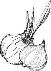 Onion bulb and onion half is a vector illustration drawn by hand. Linear graphics.