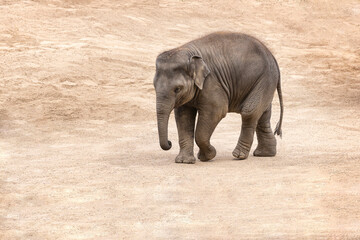 Small elephant witout mother are walking in the sand.