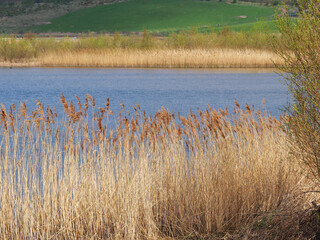 Golden reeds beside a lake in sunlight