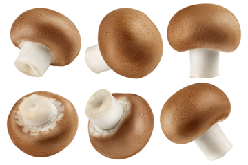 champignon, mushroom, isolated on white background, full depth of field