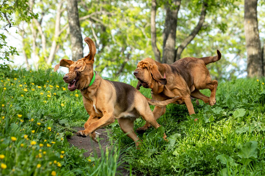 Two Bloodhounds have fun running down the hill in the fresh summer greenery of the park
