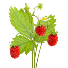 Wild strawberry isolated on white background, full depth of field