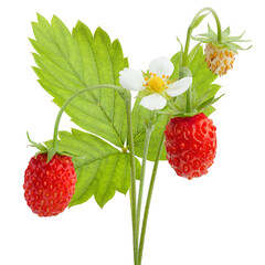 Wild strawberry isolated on white background, full depth of field